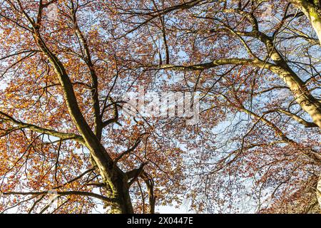 Baldacchino di faggio vicino a Malham Tarn, Yorkshire Dales, Inghilterra. Foto Stock