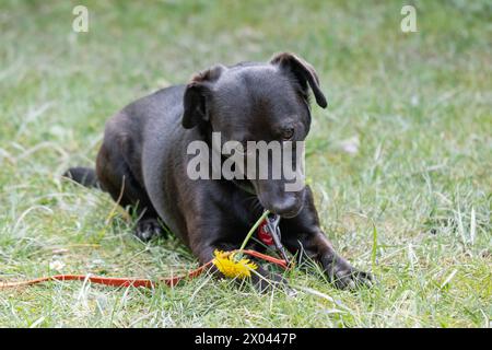 Ein kleiner schwarzer Terrier ad Aachen entdeckt, 7. Aprile 2024 den Fruehling und spielt mit einer Loewenzahnblume. GERMANIA - AQUISGRANA - TERRIER Foto Stock