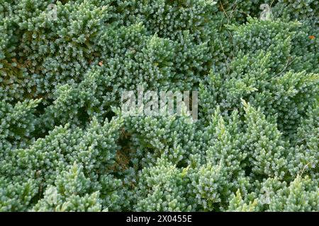 Juniperus squamata nel parco, da vicino. Il ginepro fiabesco, il ginepro dell'Himalaya. Sfondo verde conifere. Foto Stock