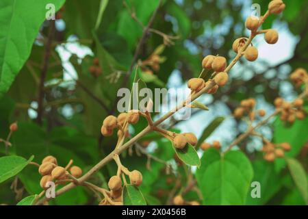 Ramo di Paulownia tomentosa con boccioli di fiori, primo piano. princess tree, empress tree, foxglove-tree. Foto Stock