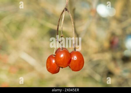 Bacche di viburnum rosse su un ramo, primo piano. Natura. Alberi e arbusti. Frutti di bosco e frutta. Foto Stock