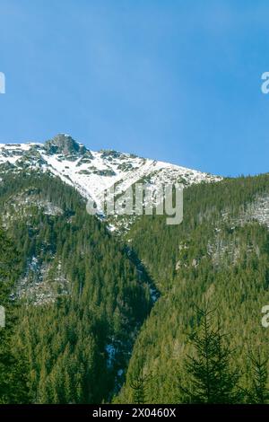 Vette innevate e foresta di abeti rossi. Splendido paesaggio invernale tra le montagne. Scogliere di pietra. Foto Stock