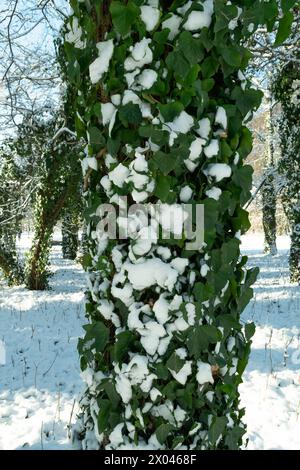 Neve sulle foglie di edera verde. I tronchi degli alberi sono intrecciati con edera in un parco invernale. Sfondo invernale. Paesaggio invernale. Meteo. Foto Stock