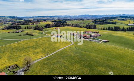 Vista aerea di una strada di campagna attraverso prati di tarassone in fiore in primavera, sullo sfondo le cime innevate delle Alpi Allgäu, Baviera, Germa Foto Stock