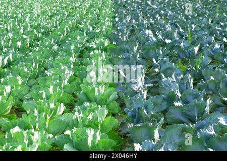 Campo con cavolo. Coltivare colture vegetali. Verdura e frutta. Una corretta alimentazione. Agricoltura. Foto Stock