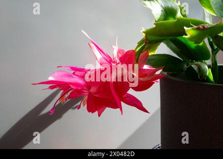 Vivace fiore rosa di un cactus natalizio o di Schlumbergera. Il cactus di Natale rosa è conosciuto anche come cactus del Ringraziamento o delle festività. Foto Stock