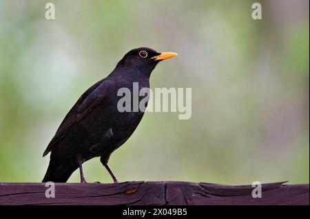 Il blackbird eurasiatico, noto anche come blackbird comune o Turdus merula, arroccato in una zona residenziale. Foto Stock