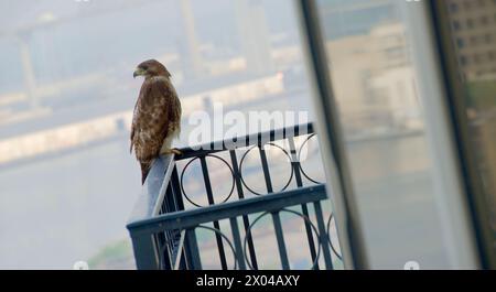 Falco immaturo dalla coda rossa sul balcone (Buteo jamaicensis) Savannah, Georgia Foto Stock