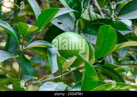 Primo piano dell'arancia verde acuta che cresce sul ramo dell'albero Foto Stock
