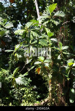 Breadnut Tree, Artocarpus camansi, Moraceae. Tortuguero, Costa Rica, America centrale. Il Breadnut, Artocarpus camansi, è un albero di medie dimensioni trovato Foto Stock