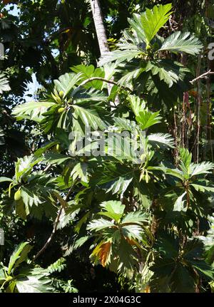 Breadnut Tree, Artocarpus camansi, Moraceae. Tortuguero, Costa Rica, America centrale. Il Breadnut, Artocarpus camansi, è un albero di medie dimensioni trovato Foto Stock