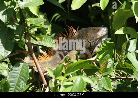 Iguana verde, iguana iguana iguana, seduta su un albero sopra un fiume. Tortuguero, Costa Rica, America centrale. Foto Stock