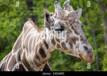 Giraffa reticolata (Giraffa camelopardalis reticulata) allo zoo di Birmingham, Alabama. (USA) Foto Stock