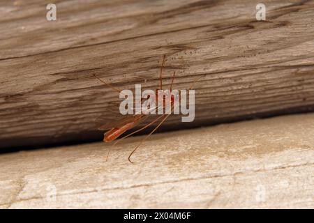 Ophion scutellaris famiglia Ichneumonidae genere Ophion Parasitoid vespa natura selvaggia insetti carta da parati Foto Stock