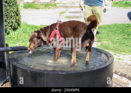 Durante il caldo estivo, gli animali cercano rifugio in acqua. Foto Stock