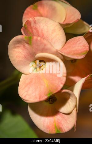 Petali di fiori rosa e gialli che fioriscono su una pianta della Corona di spine dell'Euforbia Foto Stock