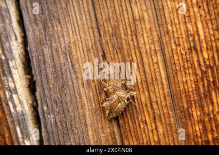 Hypena rostralis famiglia Erebidae genere Hypena muso abbottonato falena natura selvaggia insetti fotografia, foto, sfondo Foto Stock