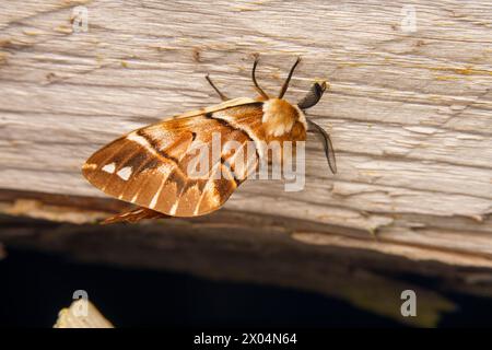 Endromis versicolora famiglia Endromidae genere Endromis Kentish gloria falena natura selvaggia insetti carta da parati, foto, fotografia Foto Stock