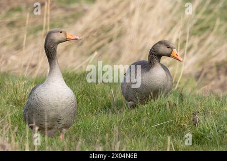 Greylag Goose, Graylag Geese, Regno Unito Foto Stock