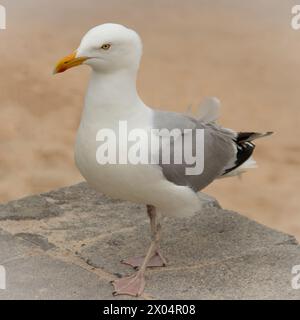 Herring Gull, gabbiani nel Regno Unito Foto Stock