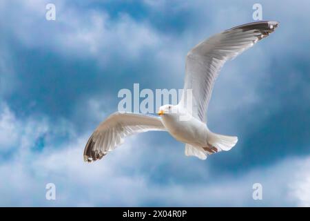 Herring Gull, gabbiani nel Regno Unito Foto Stock