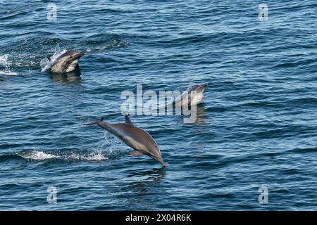 Delfini comuni dal becco lungo (Delphinus capensis) al largo della costa della bassa California Sur nel Mare di Cortez, Messico. Foto Stock