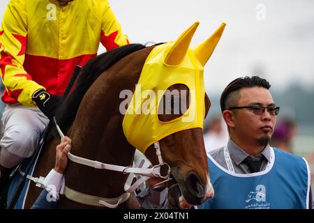 California Spangle e Brenton Avdulla partono prima del G1 al Quoz Sprint 2024, ippodromo di Meydan. Crediti JTW equine Images / Alamy. Foto Stock