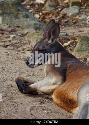 Meraviglioso canguro rosso maschile in una bellezza sfacciata. Foto Stock