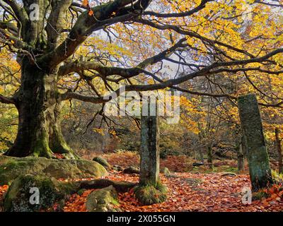 Regno Unito, Derbyshire, Peak District, Padley Gorge Woodland. Foto Stock