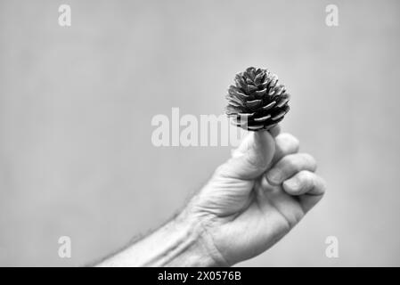 La mano di un uomo che tiene un piccolo cono di pino Foto Stock