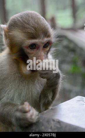 Una scimmia macaca infantile mangia provvisoriamente nel parco nazionale della foresta di Zhangjiajie. Foto Stock