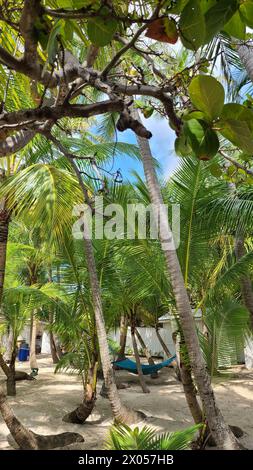 Bellissime palme sovrastano la spiaggia di sabbia soffice delle Bahamas Foto Stock