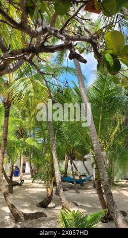 Bellissime palme sovrastano la spiaggia di sabbia soffice delle Bahamas Foto Stock