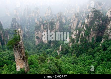 Colonne di arenaria sorgono sopra la lussureggiante foresta del Parco Nazionale della Foresta di Zhangjiajie nell'area panoramica di Wulingyuan, Cina. Foto Stock