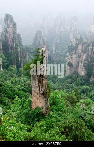 Colonne di arenaria sorgono sopra la lussureggiante foresta del Parco Nazionale della Foresta di Zhangjiajie nell'area panoramica di Wulingyuan, Cina. Foto Stock