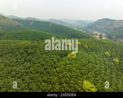 Vista aerea della piantagione di alberi di gomma (Hevea Brasiliensis) sulle montagne della Thailandia. Foto Stock