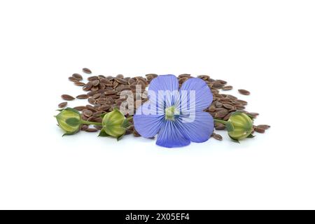 Fiore di lino blu e mucchio di semi in primo piano isolato su sfondo bianco Foto Stock