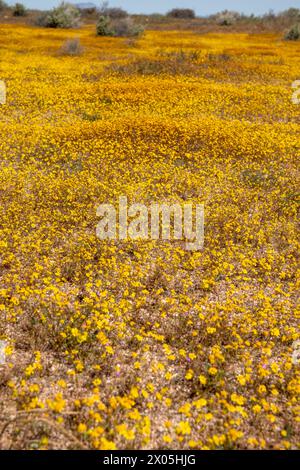 Kramer Junction è una sosta sulla U.S. 395 nel deserto del Mojave in California, che ospita negozi di antiquariato e fiori selvatici. Foto Stock