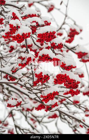 bacche rosse rowan sullo sfondo invernale della neve Foto Stock