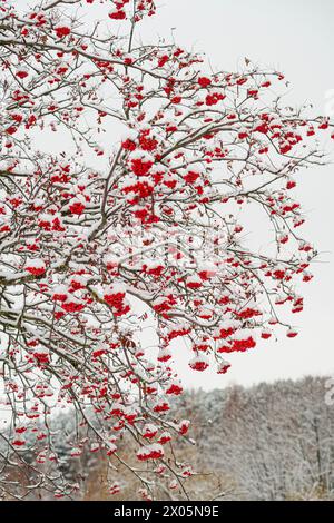 bacche rosse rowan sullo sfondo invernale della neve Foto Stock