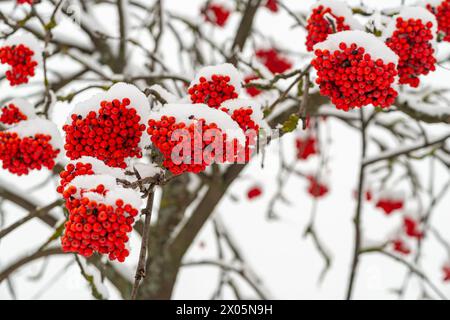 bacche rosse rowan sullo sfondo invernale della neve Foto Stock