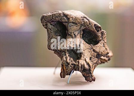 Sahelanthropus tchadensis è una specie estinta dell'ominide datata circa 7 milioni di anni fa Foto Stock