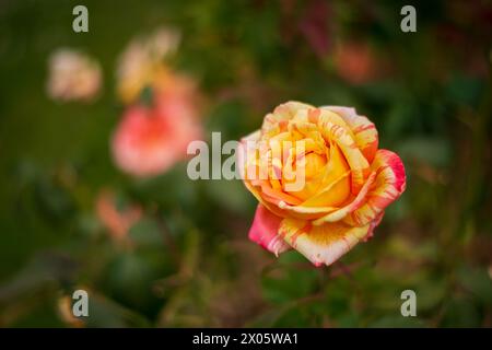 Point Defiance Park a Tacoma, Washington, Stati Uniti Foto Stock