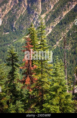 Washington Pass Observation Site, punto panoramico a Mazama, Stato di Washington, Stati Uniti Foto Stock