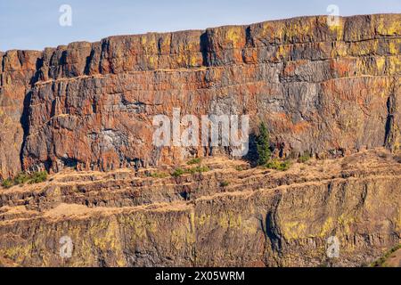 Vista ravvicinata di una parete di basalto trasparente macchiata di rosso ruggine e giallo, con una singola conifera scura su una sporgenza allo Steamboat Rock State Park, Washington. Foto Stock