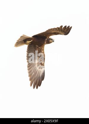 Hen Harrier ( Circus cyaneus ) caccia Foto Stock