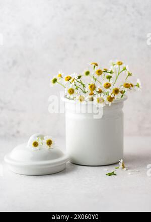 Fiori freschi di camomilla tedesca per un tè sano o cosmetici biologici naturali a base di erbe erbe erbe erbe curative o concetto di medicina alternativa. (Matricaria cham Foto Stock