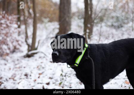 Cane da recupero Black labrador con colletto verde nella foresta invernale. Foto Stock