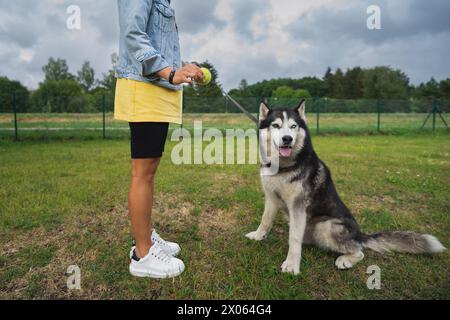 Una ragazza gioca con un husky siberiano con una palla da tennis in un parco per cani in una giornata estiva. Foto Stock