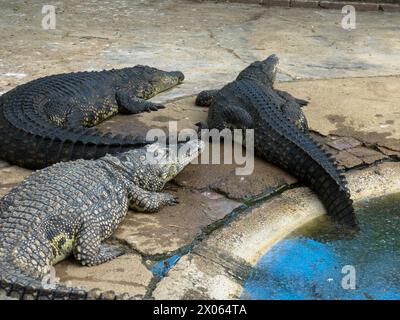 Coccodrilli in cattività. Pelle di coccodrillo allevata in azienda. Industria del cuoio. Fattoria dei coccodrilli di Otjiwarongo. Namibia, Africa Foto Stock